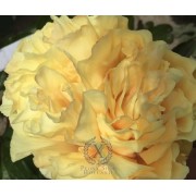 Temple of Augustus 3/4 